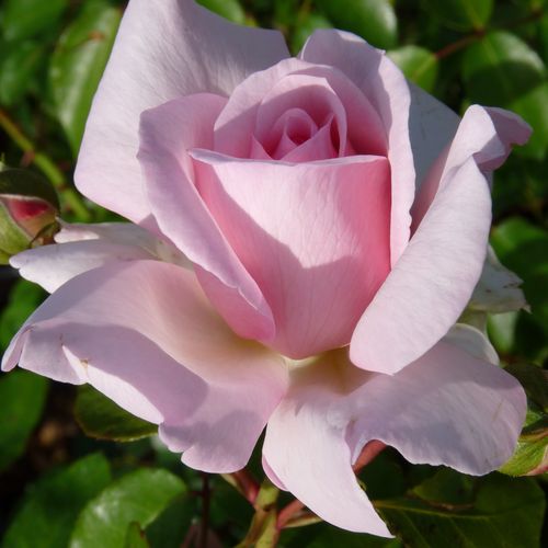 Rosa Alexandra - Princesse de Luxembourg ® - roz - Trandafir copac cu trunchi înalt - cu flori tip trandafiri englezești - coroană tufiș